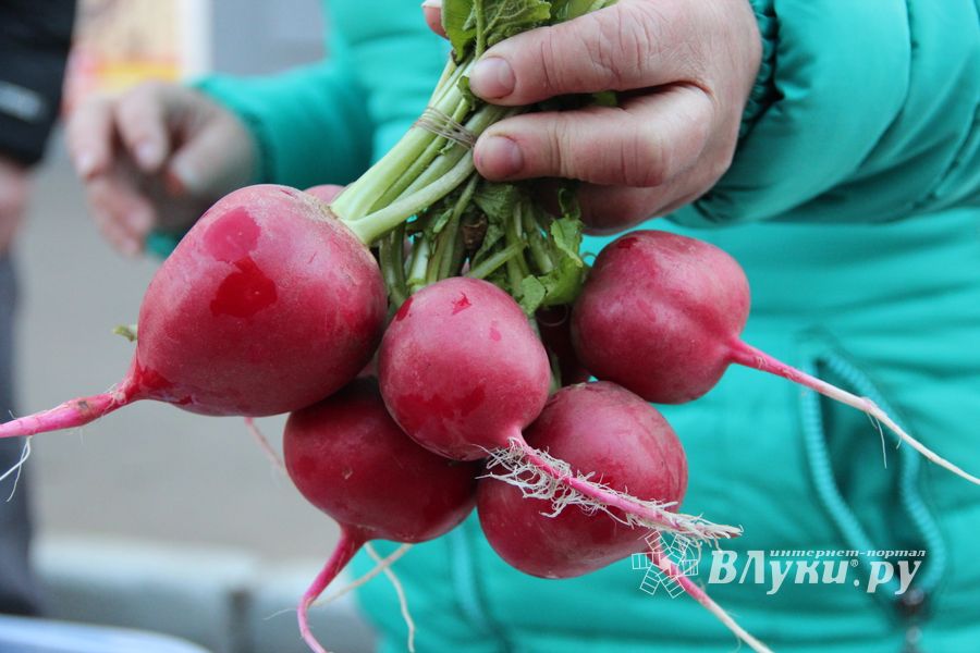 В Великих Луках прошла универсальная осенняя ярмарка (ФОТО)