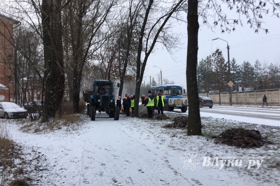 На проспекте Гагарина идет формовка деревьев (ФОТО)