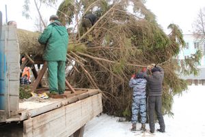 Ёлочка приехала! (ФОТО)