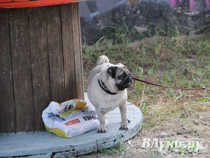 День открытых дверей на спортивно-дрессировочной площадке