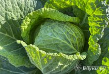 Прогноз погоды на 12 сентября в Великих Луках