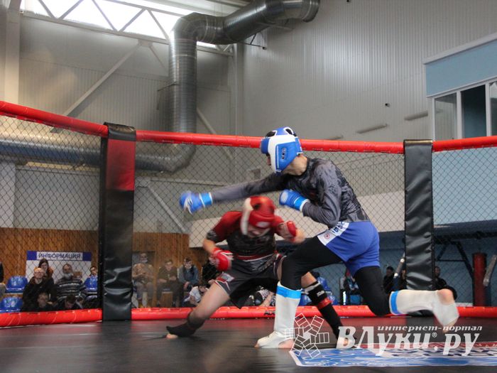 В Великих Луках прошел кубок по смешанному боевому единоборству (ФОТО)