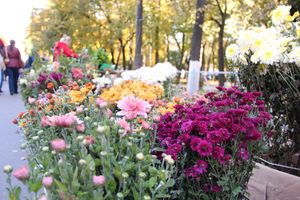 Торговая ярмарка «Осень-2016» прошла в Великих Луках (ФОТО)