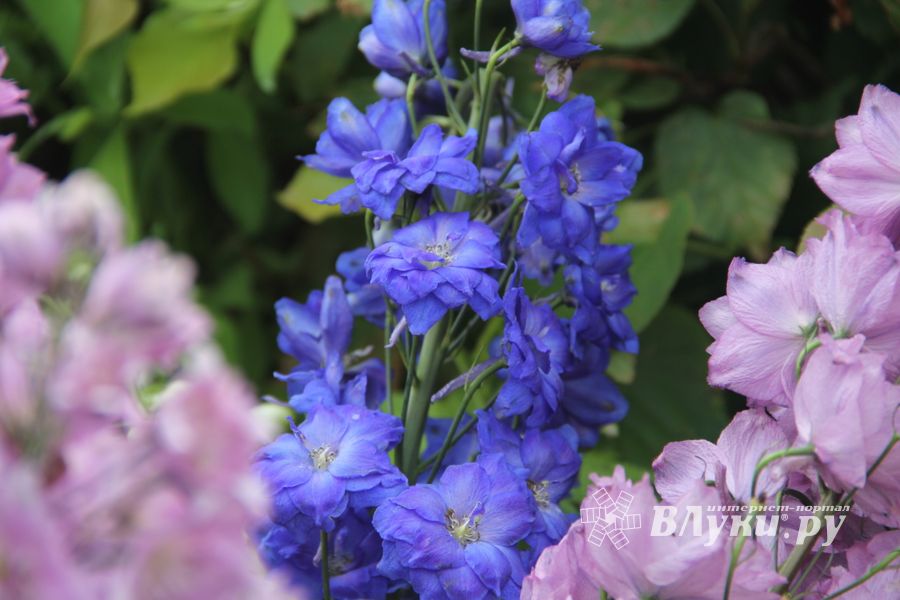 «Парад детских колясок» в День семьи, любви и верности (ФОТО)