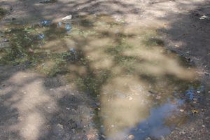 Великие Луки после дождичка в четверг (ФОТО)