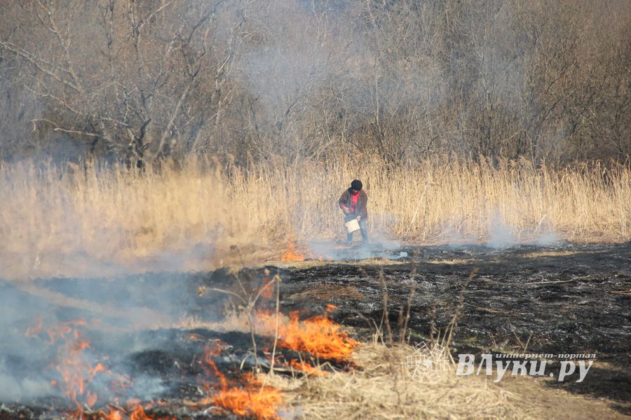 Великолукский район полыхает (ФОТО; ВИДЕО)