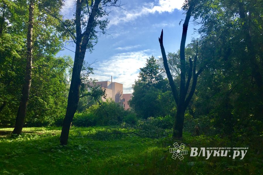 Ливень и гроза повалили деревья в Великих Луках (ФОТО)