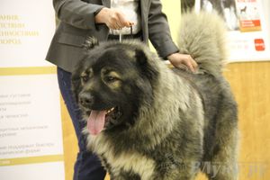 Всероссийская выставка собак «Великие Луки — 2014»