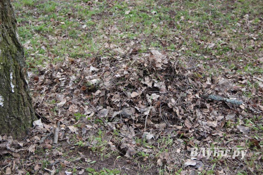 Городские СМИ провели субботник (ФОТО)