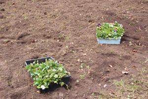 Виолы первыми появились на клумбах Великих Лук (ФОТО)