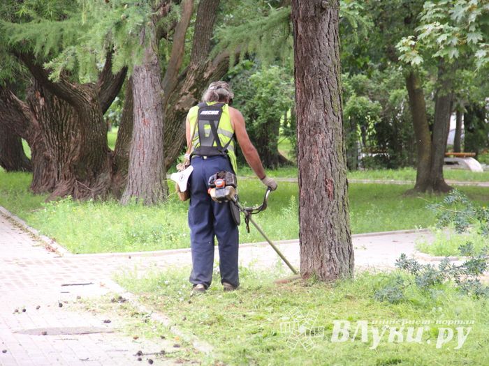 В Великих Луках сажают, стригут и красят (ФОТО)
