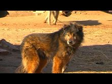 Импульс-ТВ: Проблемы «бродячих» собак и их хозяев