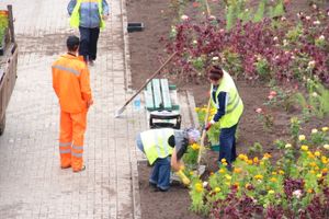 В Великих Луках сажают, стригут и красят (ФОТО)