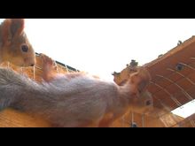 Импульс-ТВ: Белкин дом