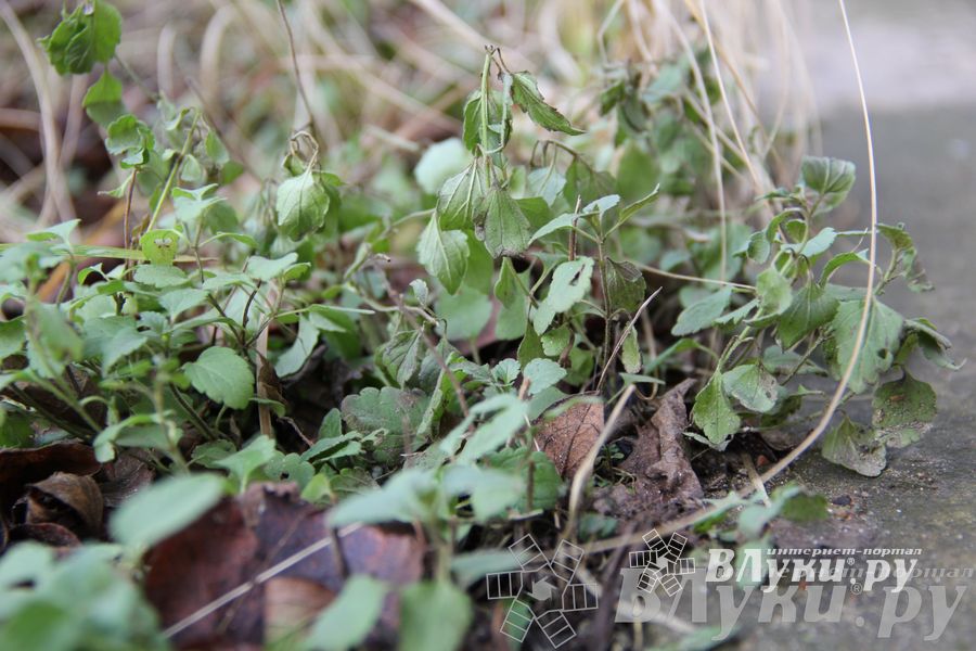 Этот странный январь