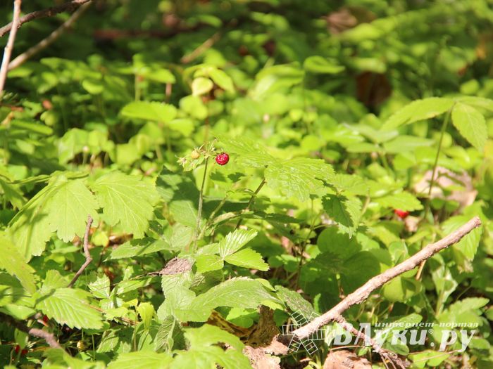Строительство велоцентра в Великих Луках: склад, спортплощадки, велодорожки и земляника (ФОТО)