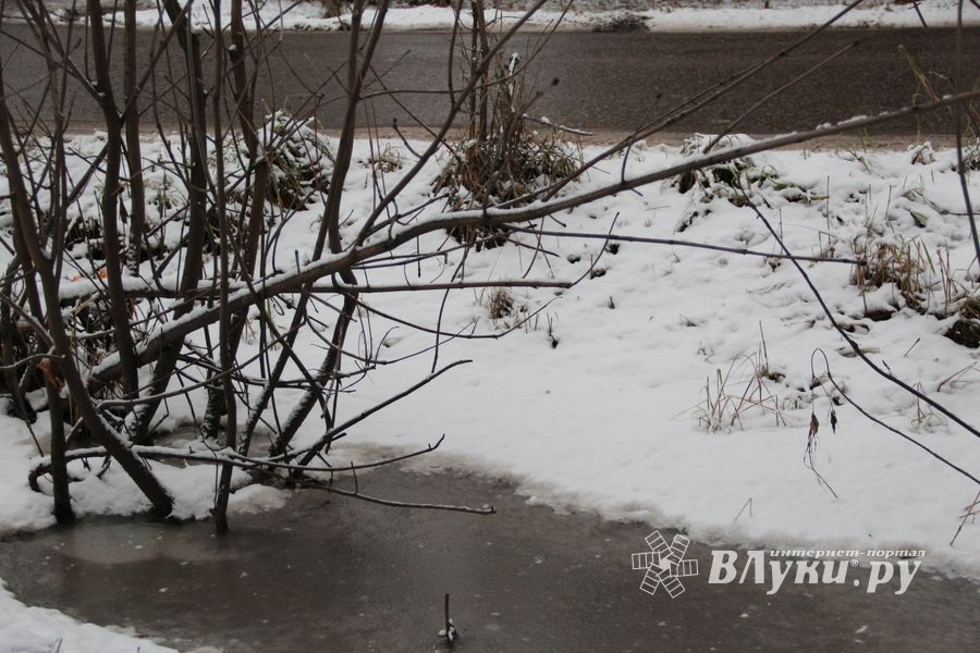 Губернатору Псковской области предлагают вырубить деревья у дорог и отдать их людям (ФОТО)