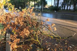 В Великих Луках стихия наломала немало (ФОТО)