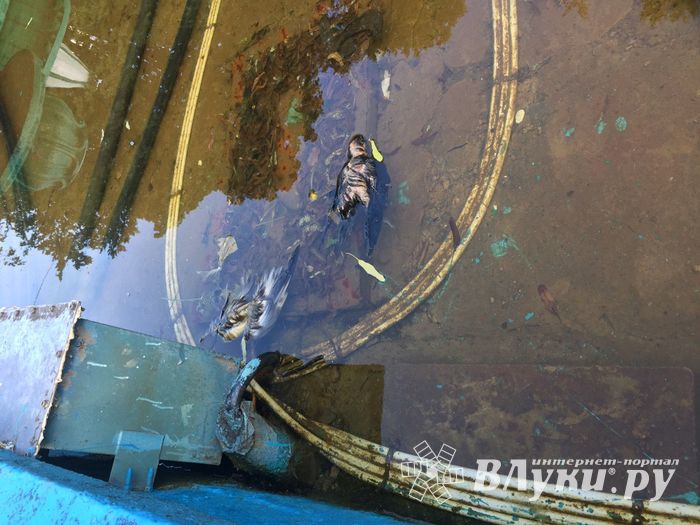 Страшнее, чем у Хичкока — фонтан в Великих Луках (ФОТО 16+)