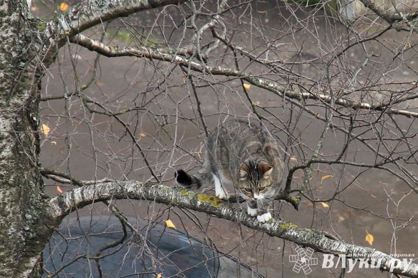 Синоптики обещают в Псковской области мягкий переход к зиме