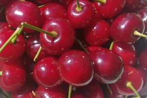 © ВЛуки.ру/Ирина Ловчая