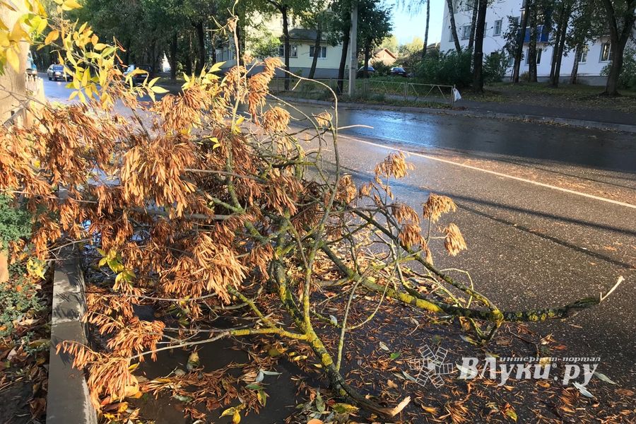 В Великих Луках стихия наломала немало (ФОТО)