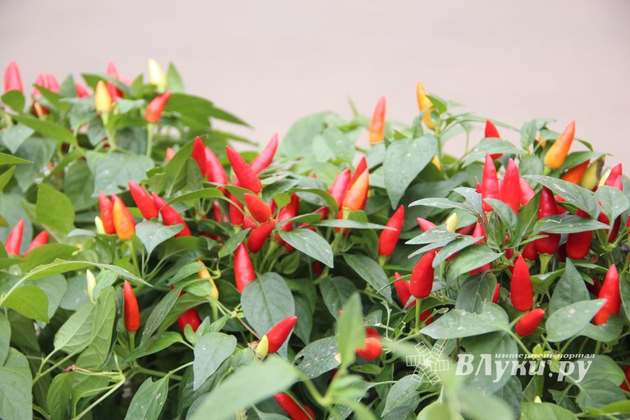 Ярмарка «Осень-2017» (ФОТО)