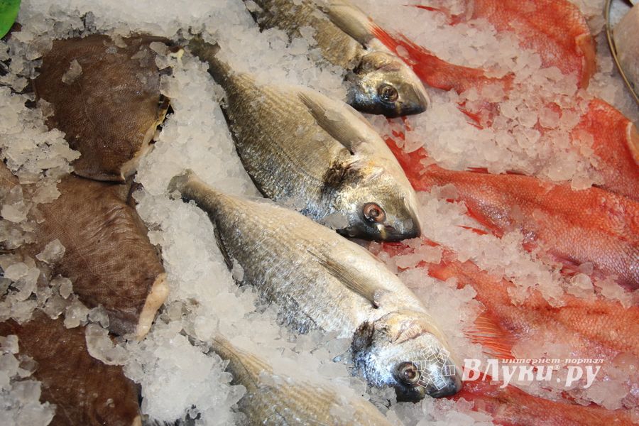 Такой рыбы нигде больше нет (ФОТО)