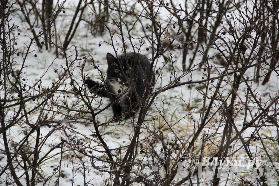 Зима. Начало