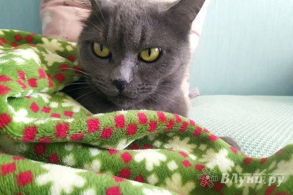 Синоптик рассказала, ждать ли жителям Псковской области заморозков