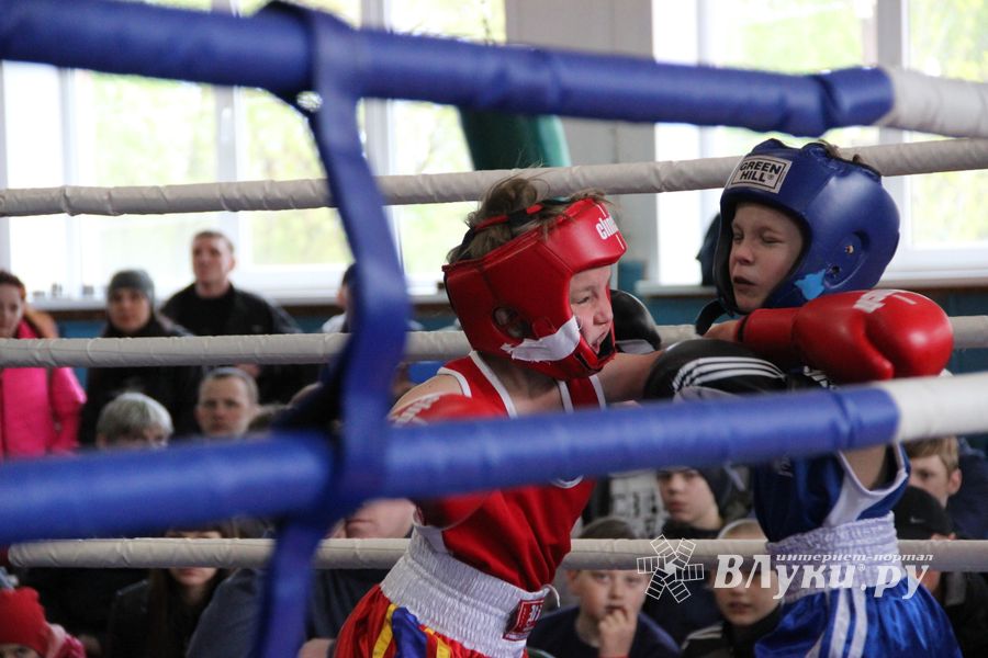 Юные великолучане выявили сильнейших боксёров (ФОТО)