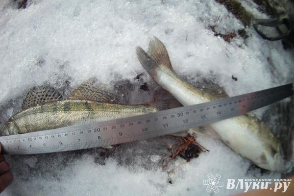Инспекторы рыбоохраны в Псковской области борются с рыбаками, незаконно добывающими мелкого судака (фото)