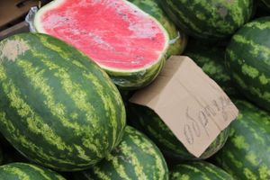 В Великих Луках проверили бахчевые (ФОТО)