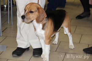 Всероссийская выставка собак в Великих Луках (фото)