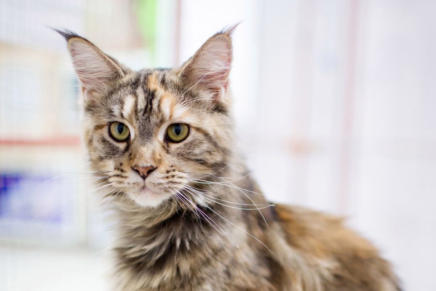 В Великих Луках пройдет контактная зоовыставка — время гладить котиков! (ФОТО)