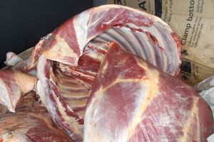 Мужчина хотел провезти 360 кг говядины из Псковской области без соответствующих документов (ФОТО)