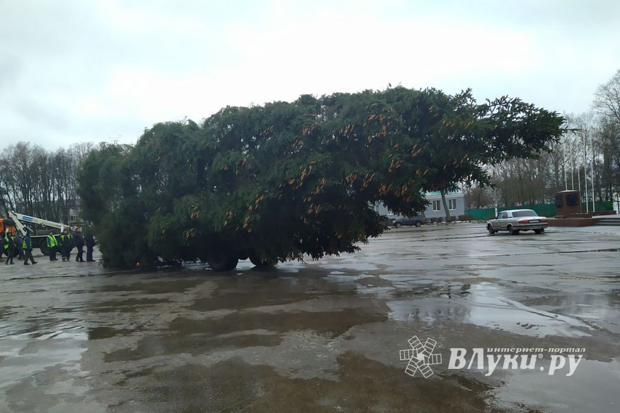 В Великие Луки привезли главную новогоднюю ёлку