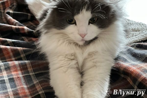 Прогноз погоды на 25 ноября в Великих Луках