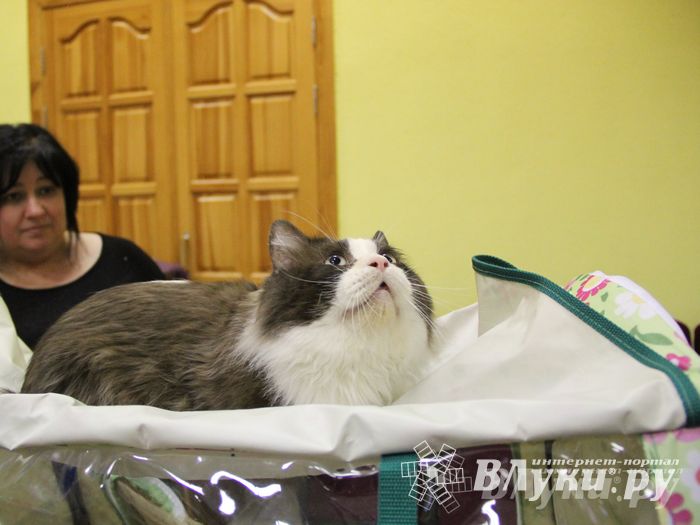 В Великих Луках прошла выставка кошек (фото)