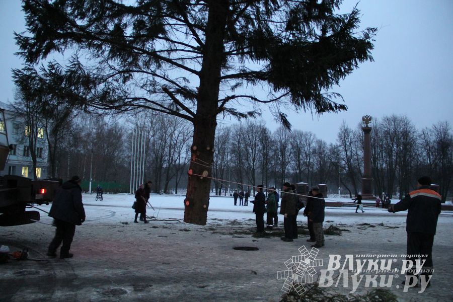 В Великих Луках установили новогоднюю елку (фото)