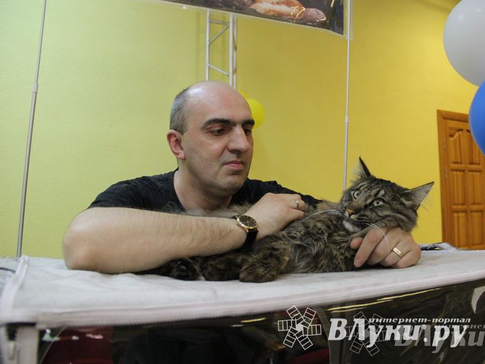 В Великих Луках прошла выставка кошек (фото)