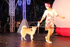 В Великих Луках зажгли Ёлку (ФОТО)