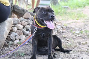 День открытых дверей на спортивно-дрессировочной площадке