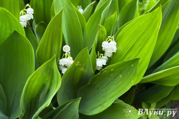 Возвращение теплой погоды прогнозируют на Северо-Западе