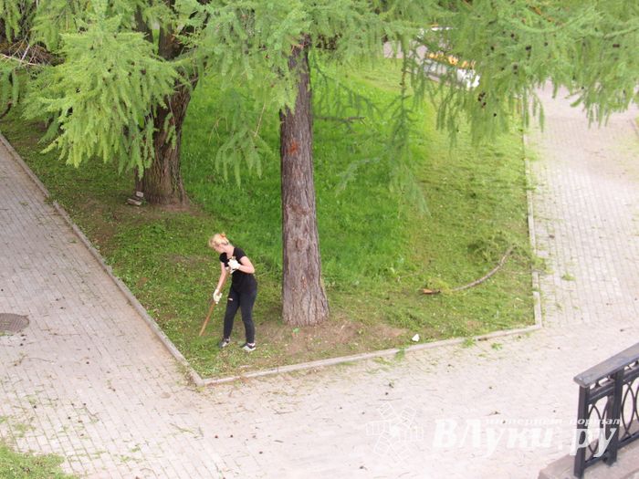 В Великих Луках сажают, стригут и красят (ФОТО)