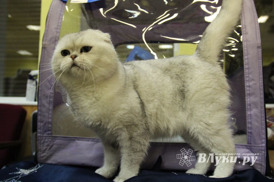 В Великих Луках прошла выставка кошек (фото)