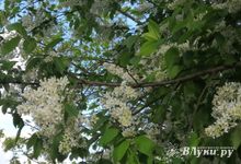 Прогноз погоды в Великих Луках на 12 мая