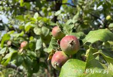 В Псковском гидрометцентре дали предварительный прогноз на август