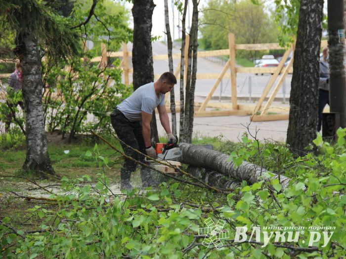 На площади Калинина убирают лишние деревья (ФОТО)