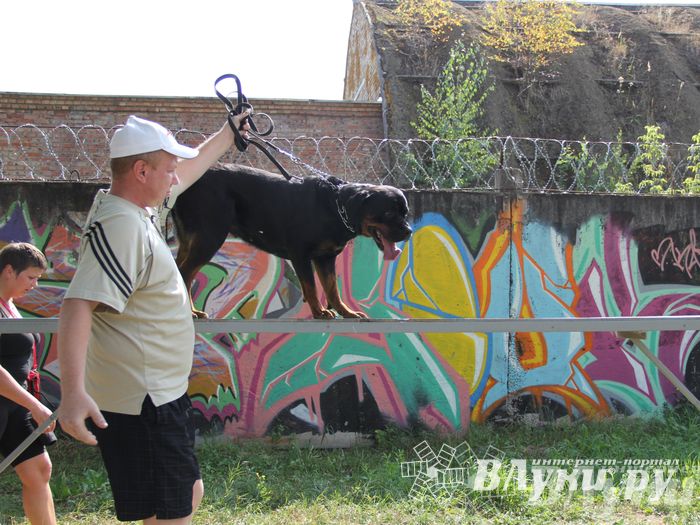 День открытых дверей на спортивно-дрессировочной площадке